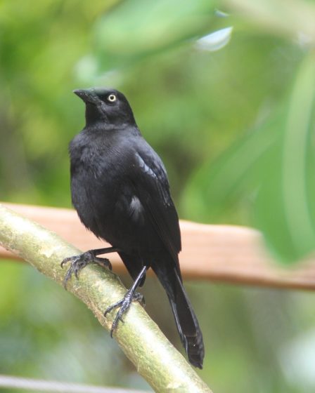 bird, barbados, nature, tree, barbados, barbados, barbados, barbados, barbados