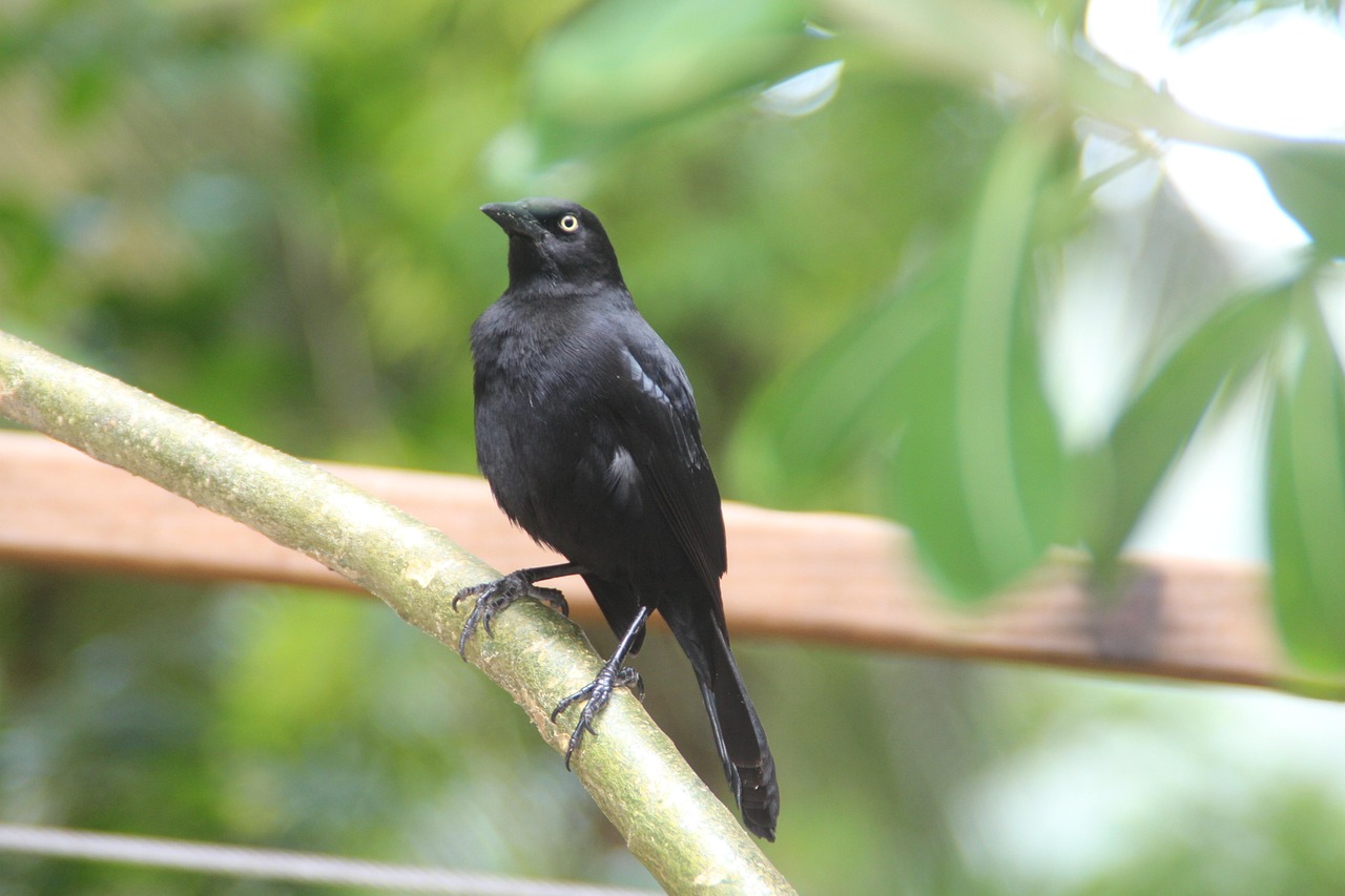 bird, barbados, nature, tree, barbados, barbados, barbados, barbados, barbados